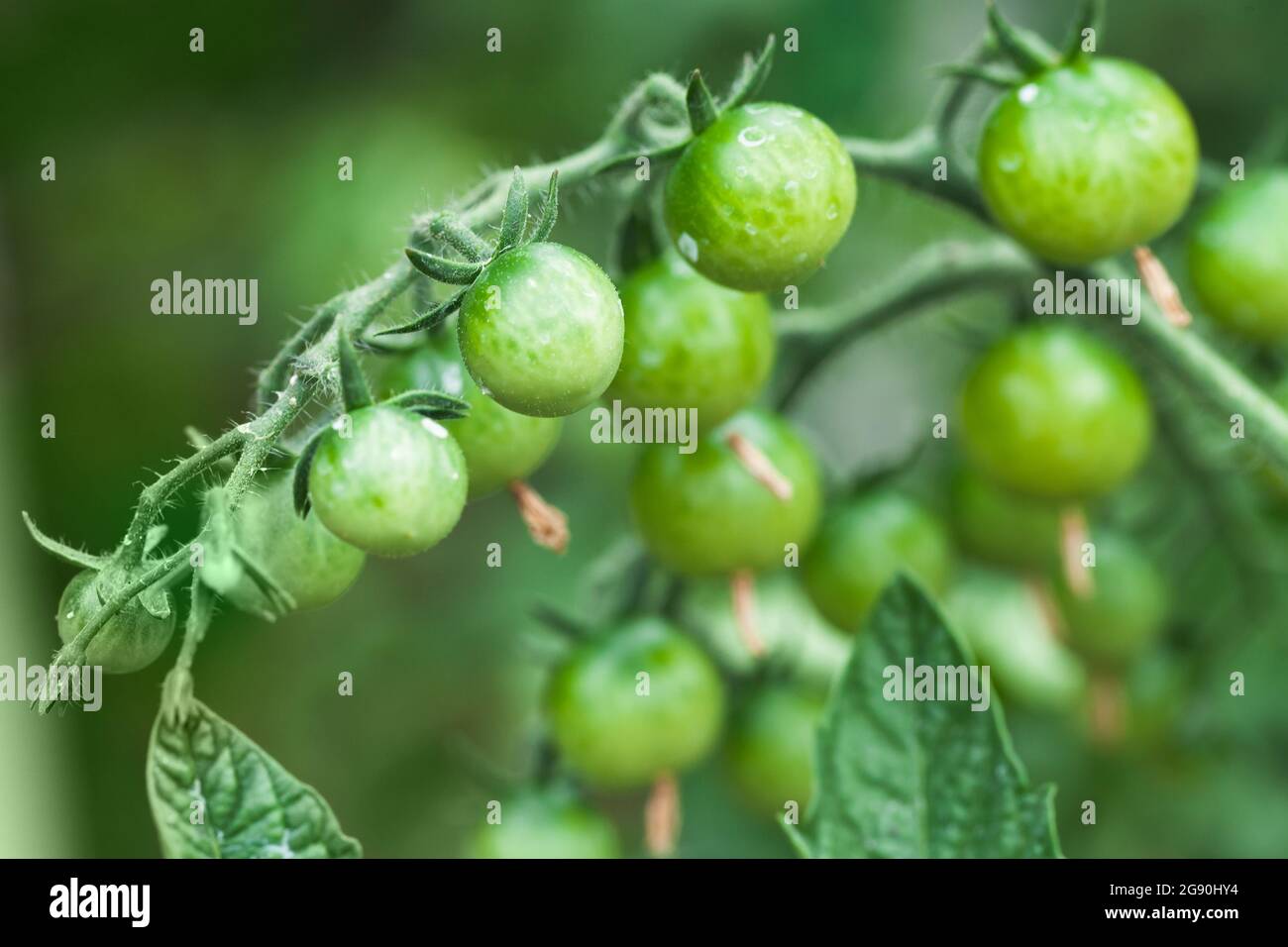 Green cherry tomatoes grow on a branch, close up photo with selective focus Stock Photo