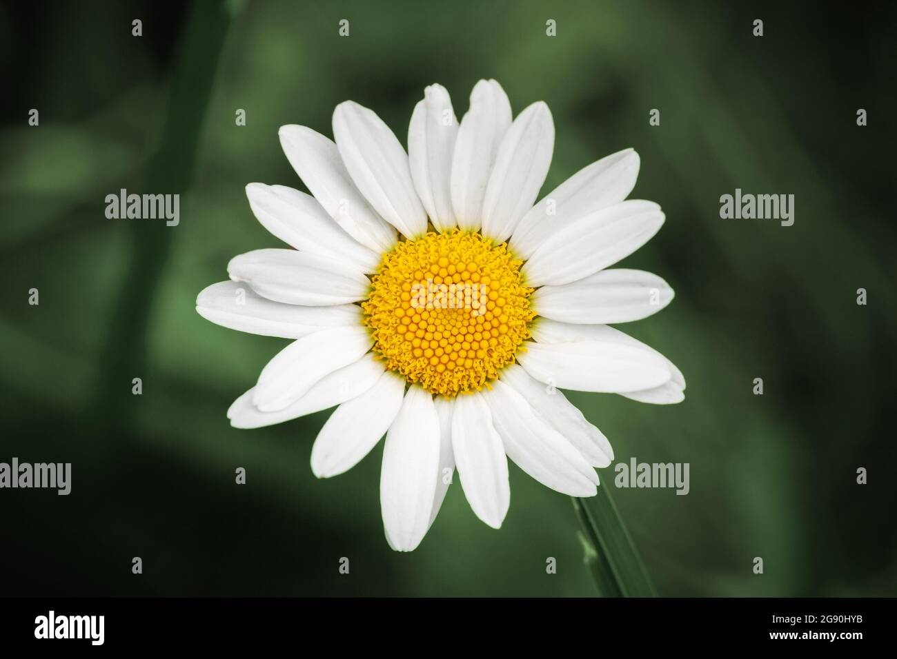 Daisy flower close up photo over blurred green background Stock Photo