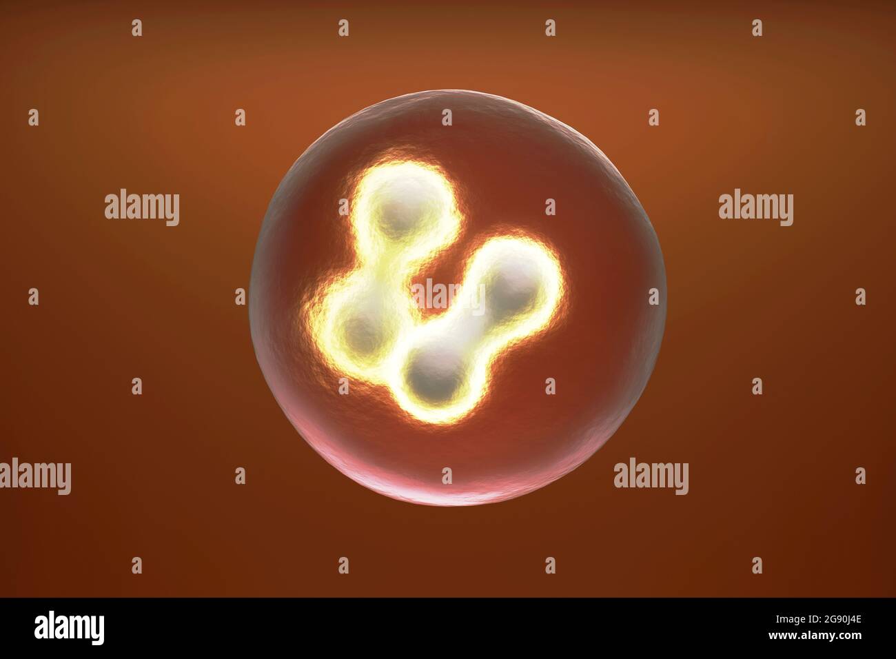 Three dimensional render of mitosis process Stock Photo