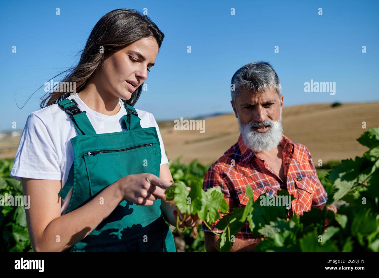 Female farmer talking with man while examining vine plant on sunny day Stock Photo