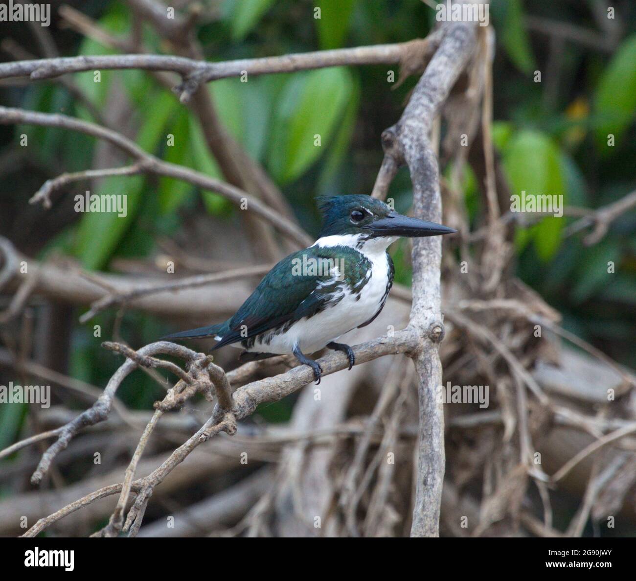 Closeup portrait of green Amazon Kingfisher (Chloroceryle amazona) sitting on branch Pampas del Yacuma, Bolivia. Stock Photo
