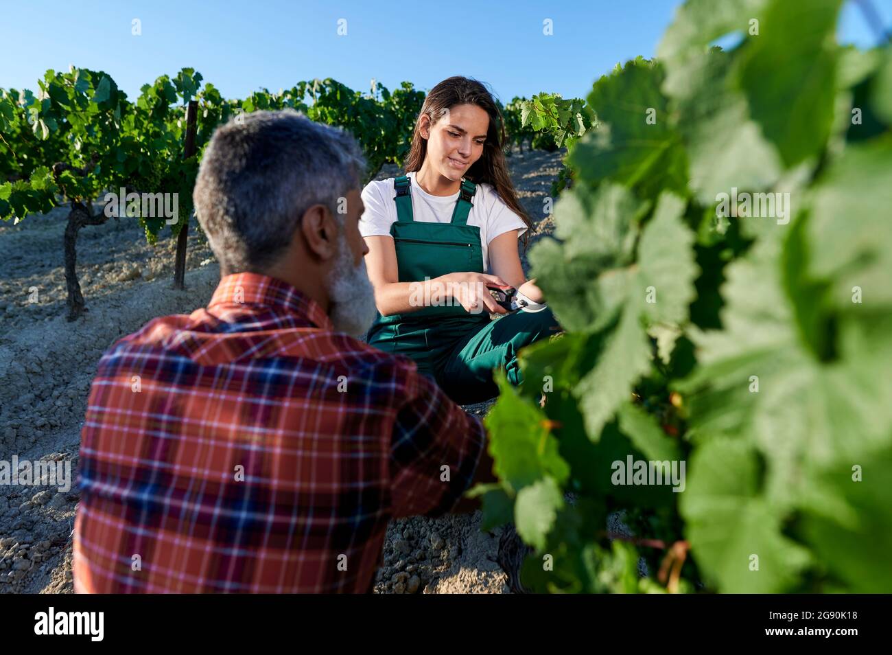 Female farmer pruning vine plant in front of man at vineyard Stock Photo