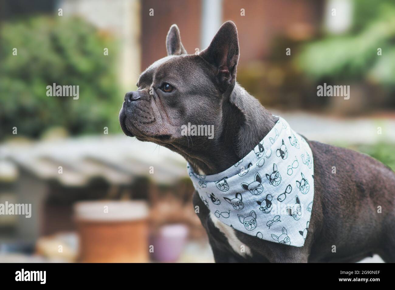 Healthy brachycephalic black French Bulldog dog with long nose Stock Photo