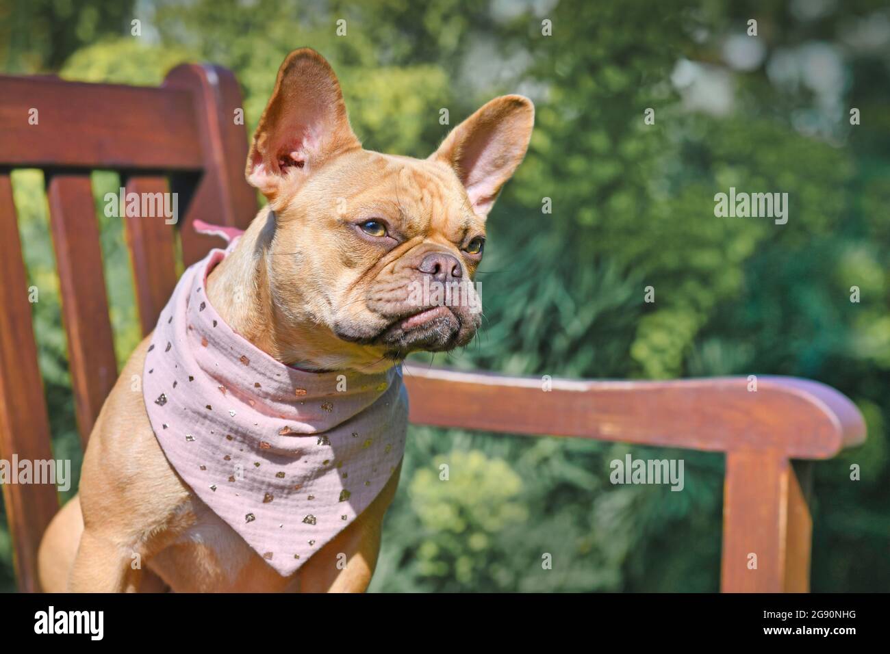 Portrait of red fawn French Bulldog with pink neckerchief on bench Stock Photo