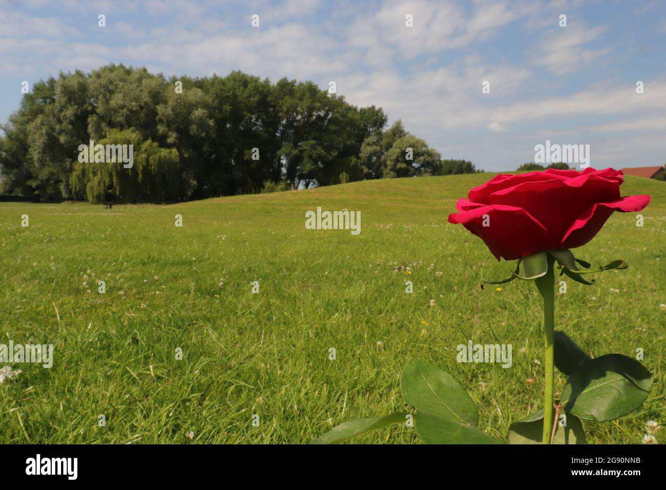 single wild rose Stock Photo - Alamy