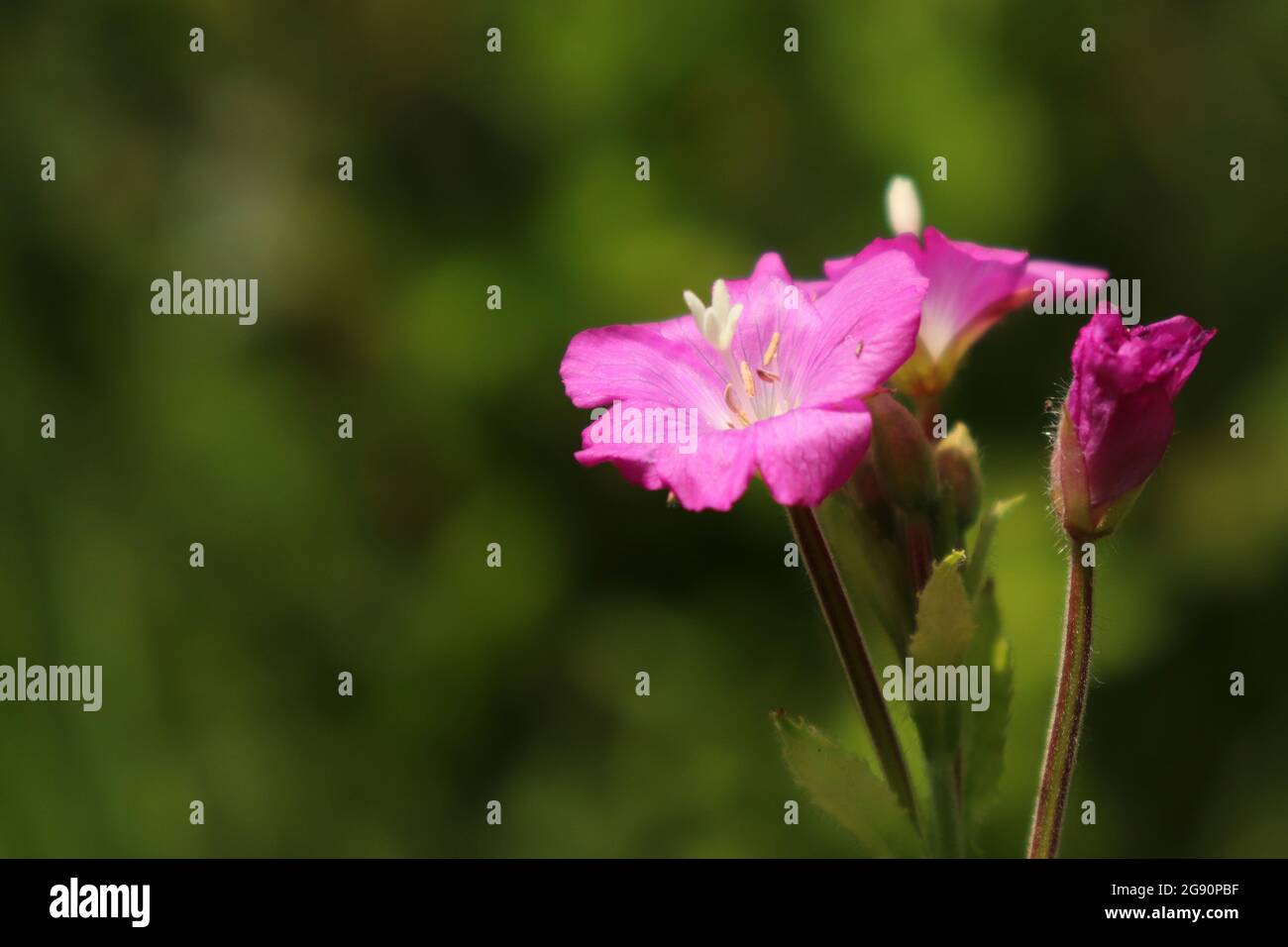 Macro photograph of tiny pink flower Stock Photo
