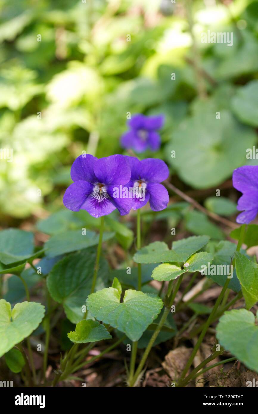 Small, purple wild violet flowers (Viola odorata) in sun dappled light and leaves on a forest floor; wildflowers in the countryside Stock Photo