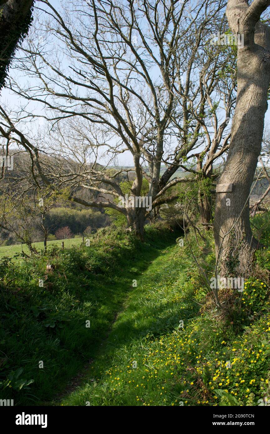 A beautiful countryside path: lush green grass, yellow spring wildflowers, bare winter trees, bark; hills in the distance; hedgerows and fences surrou Stock Photo