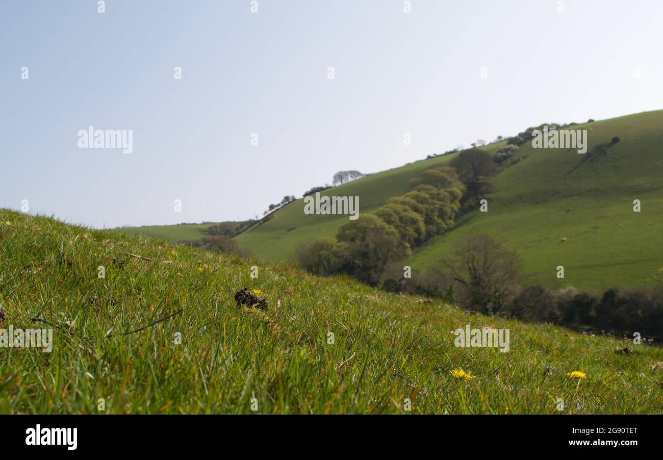 Grassy hills in the countryside. Focus on green grass and wildflowers in foreground; rolling hills in distance with trees and fields in the English co Stock Photo