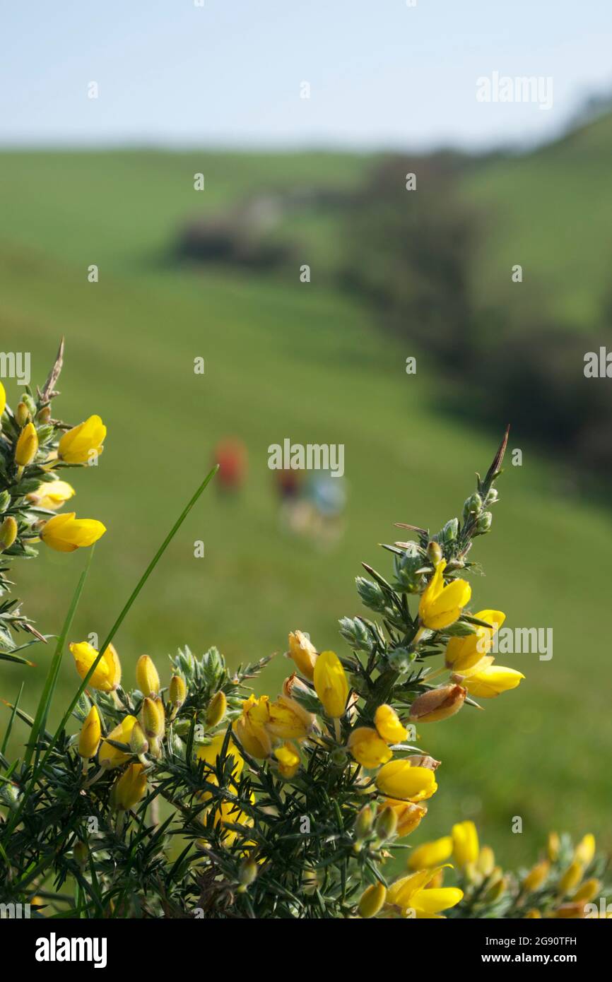 Yellow gorse flowers (Ulex europaeus) in the foreground; anonymous figures of ramblers or hikers walking through a green field in rolling hills in the Stock Photo