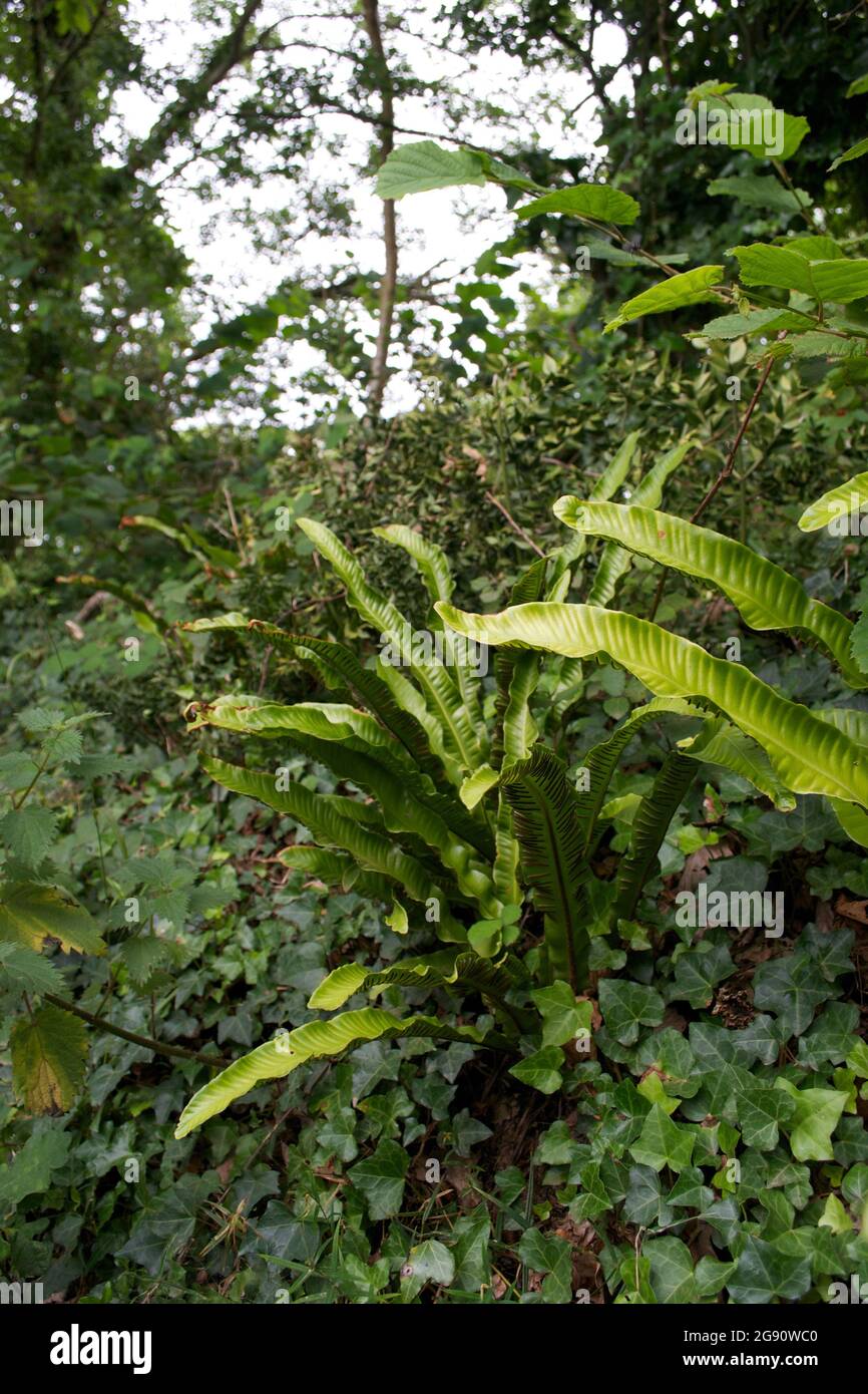 A Hart's Tongue Fern (Phyllitis scolopendrium) growing wild in a wildflower bank, surrounded by nettles, ivy and other plants beneath trees in the woo Stock Photo