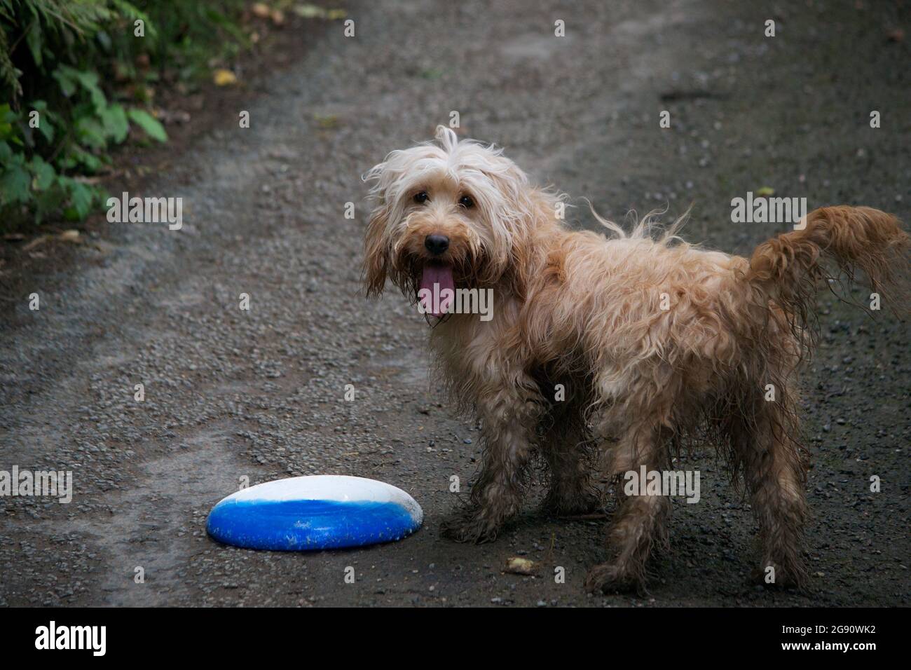 A cute happy apricot (sandy golden) coloured cockapoo dog standing on a tarmac road with a frisbee after playing fetch. Wagging its shaggy tail and pa Stock Photo