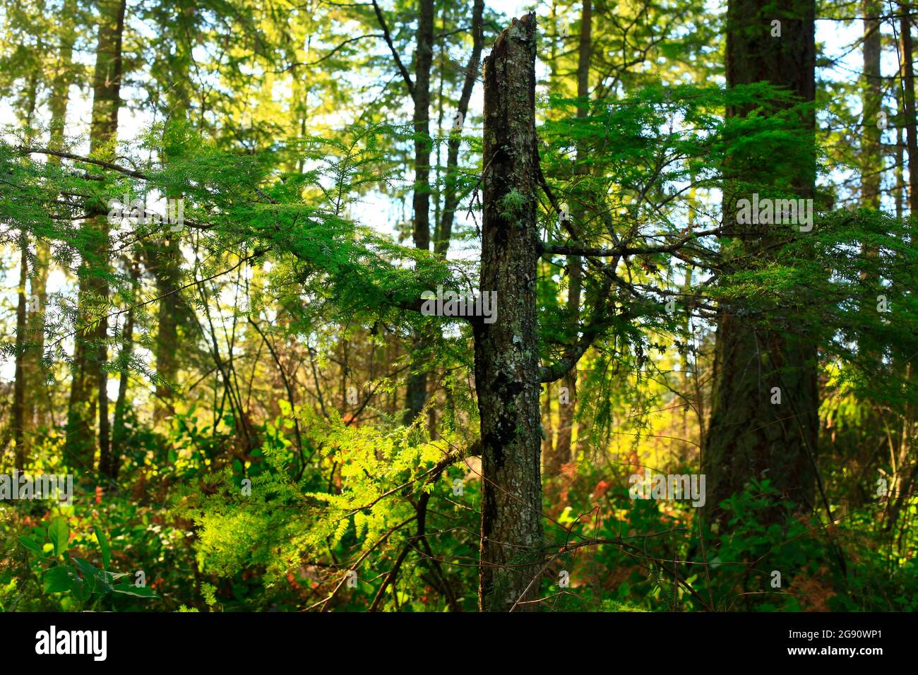 a exterior picture of an Pacific Northwest forest with Douglas fir ...