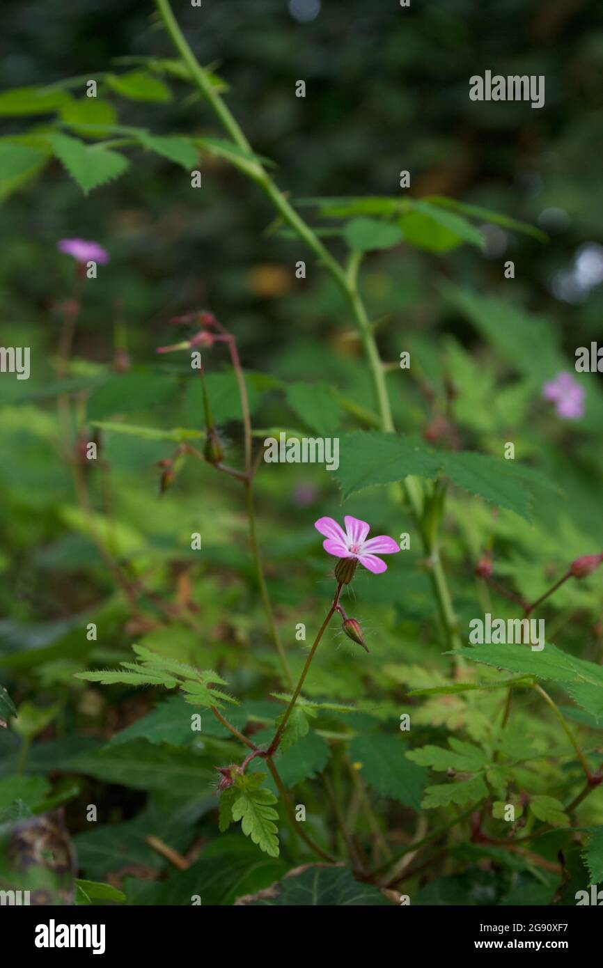 Detail of Herb Robert (Geranium robertianum) growing on a shady green bank: small attractive pink / purple flower on a long stem with buds, above gree Stock Photo