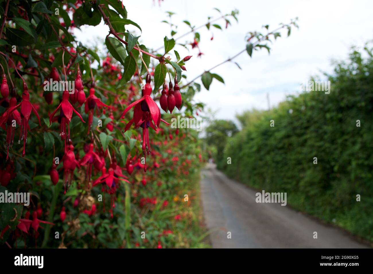 Red and purple fuschia flowering on the side of a country lane with high green hedges and flowers on either side of the tarmac road Stock Photo