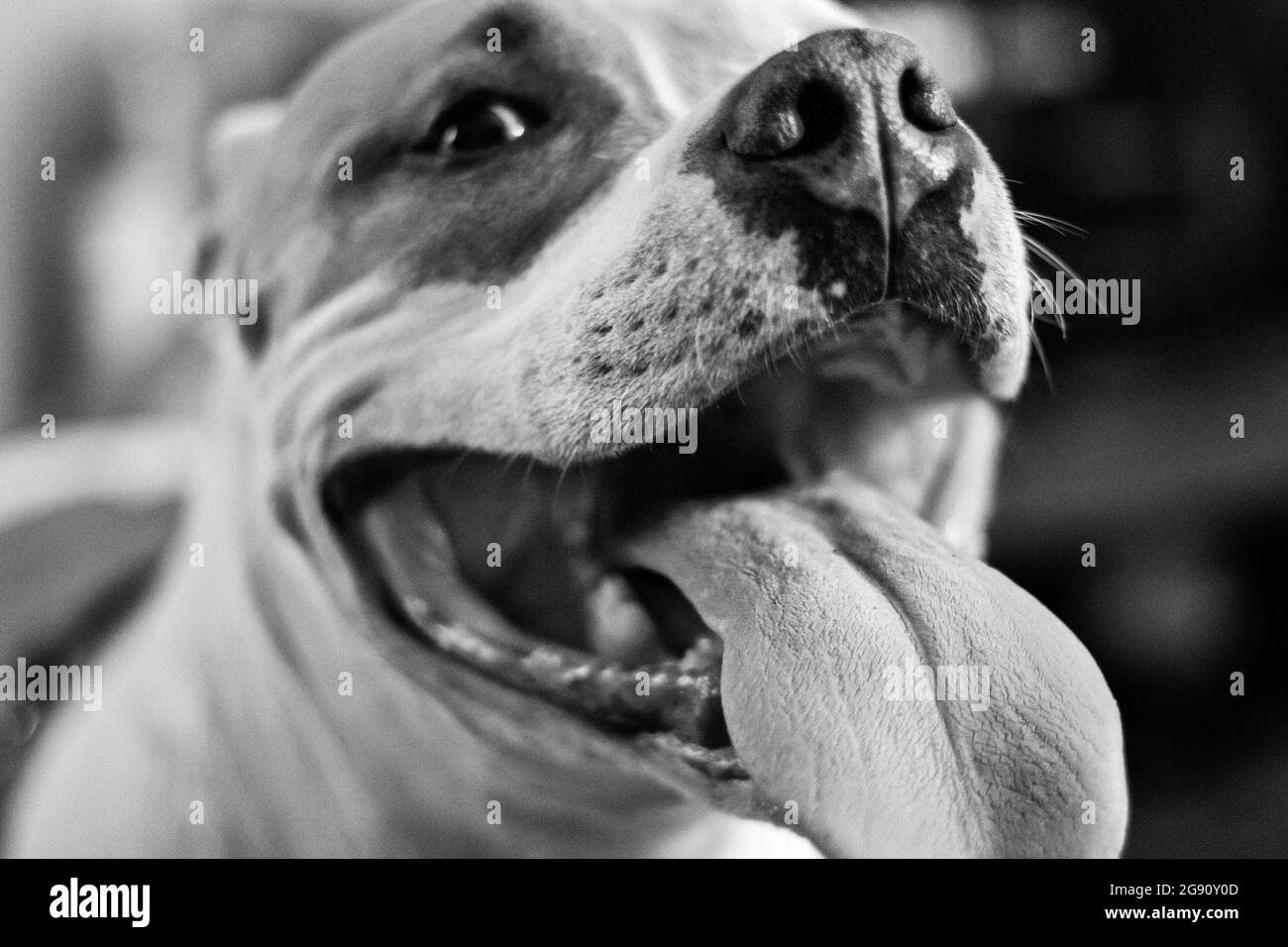 A mixed breed pitbull dog (American and American Staffordshire Pit Bull Terriers) (Canis lupus familiaris) pants, looking happy. Stock Photo