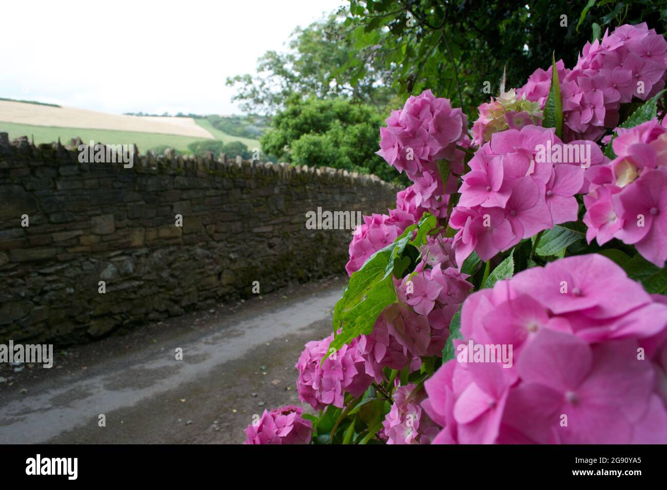 Pink Hydrangea on the side of a country lane, with a dry stone wall on the other side of the tarmac road and farmland, woods and hills in the distance Stock Photo
