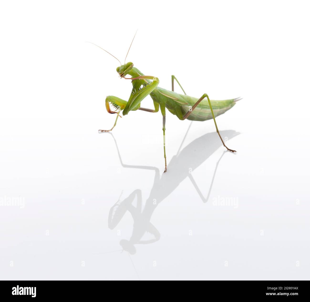 Juvenile praying mantis (Mantis religiosa) washing a leg on a white