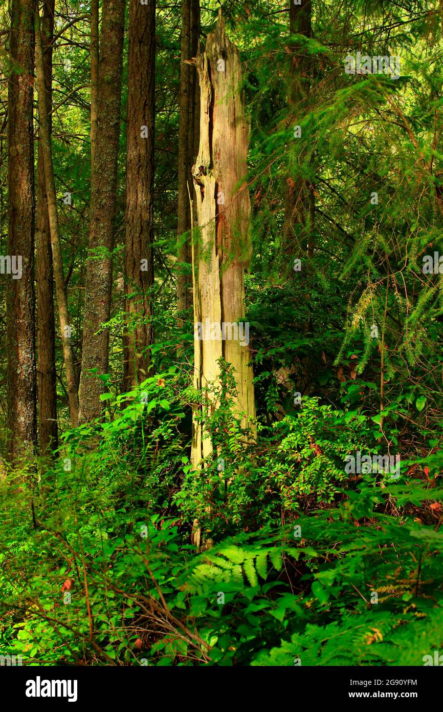 a exterior picture of an Pacific Northwest forest with Douglas fir ...