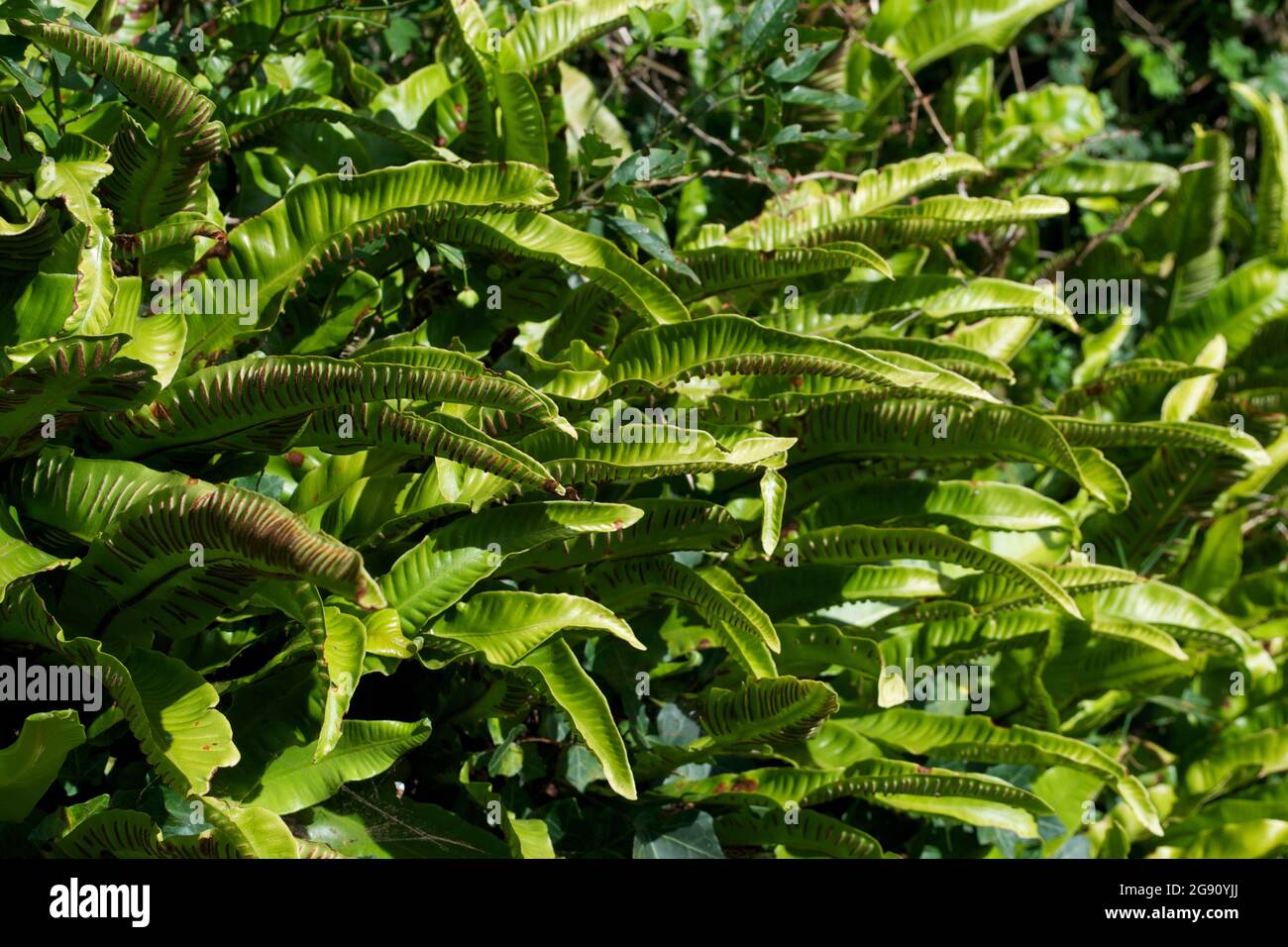 Close up of lush green Hart's Tongue Fern (Phyllitis scolopendrium) - wild fern with undivided fronds and large spore cases, leaves growing in bright Stock Photo