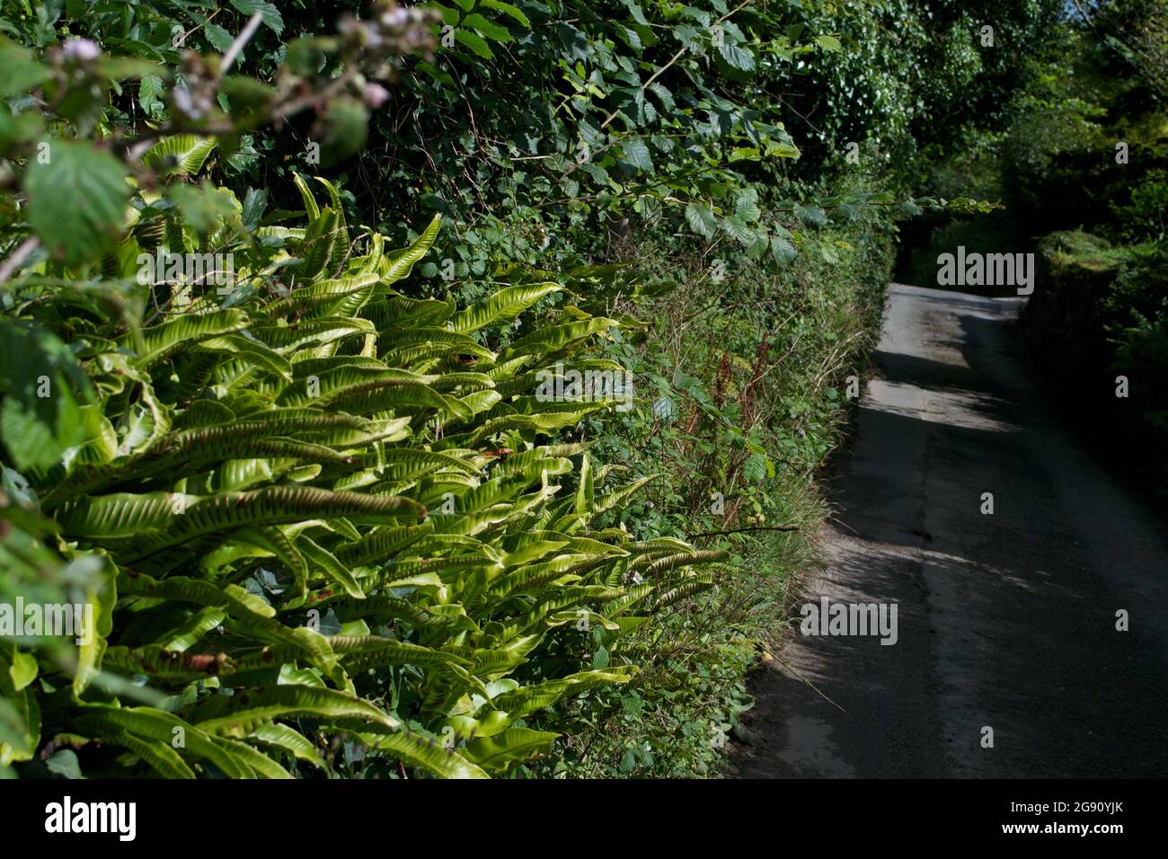 Hart's Tongue Fern (Phyllitis scolopendrium) - wild fern with undivided fronds and large spore cases, growing in the hedgerow of a narrow countryside Stock Photo