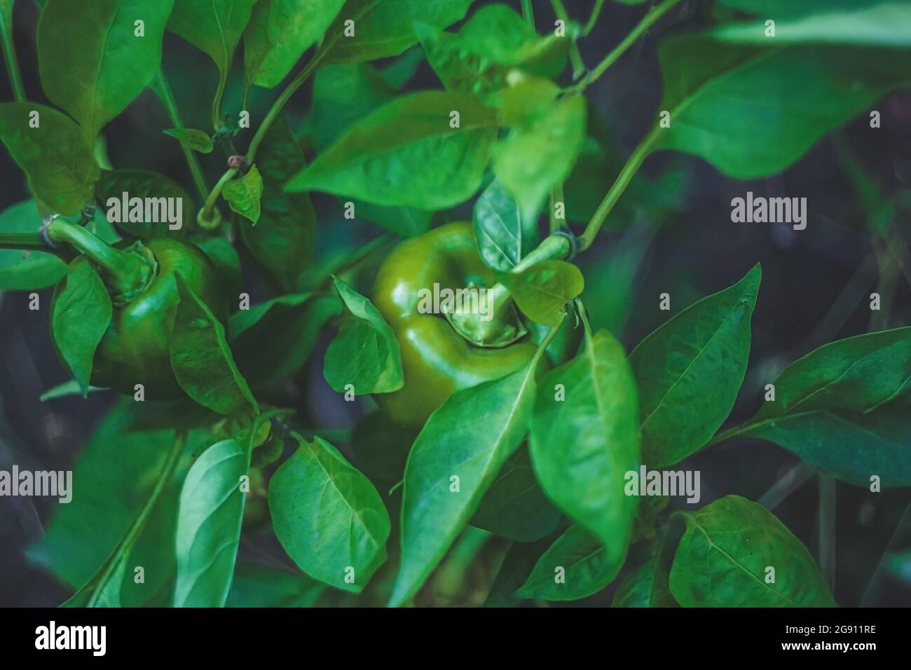Sweet Bulgarian green pepper is ripening on a bush in the garden