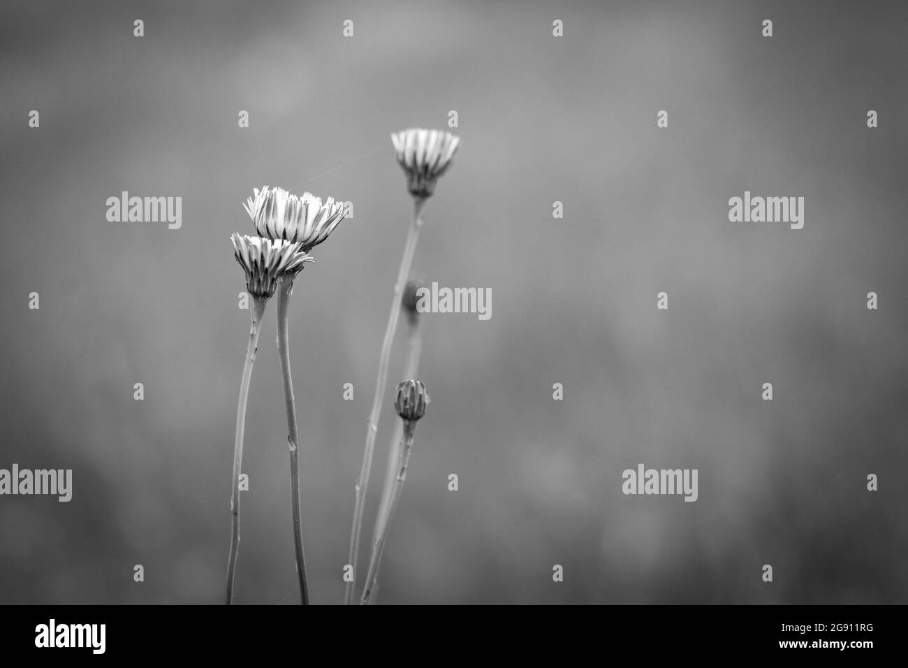 Wild flora, flowers in spring in the Pampas landscape, La Pampa province, Patagonia, Argentina Stock Photo