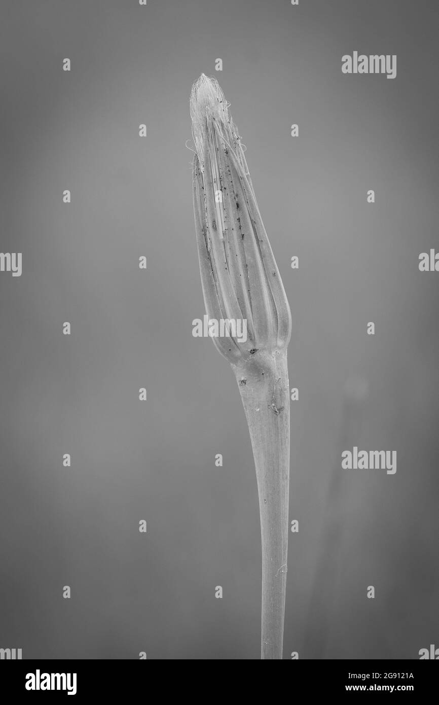 Single yellow wild flower Black and White Stock Photos & Images - Alamy