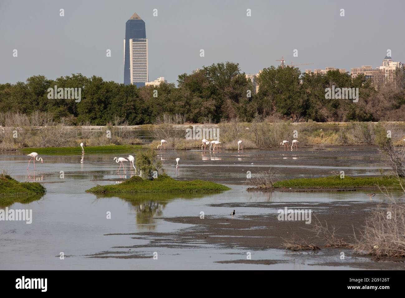 The new Sofitel Dubai known as 'The Obelisk' by Duccio Grassi Architects rises high into the sky above the flamingos at the wetland nature reserve Ras Stock Photo