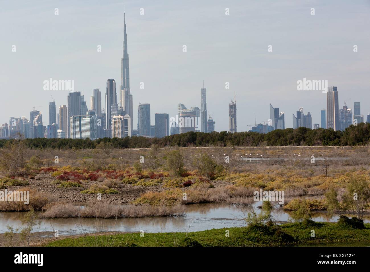 The impressive skyline of downtown Dubai with the world's highest building Burj Khalifa as seen from the nature reserve Ras al Khor. Stock Photo