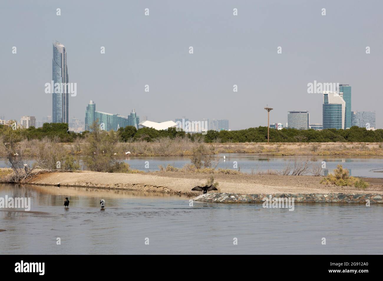 Cormorants (Phalacrocoracidae) at the Ras al Khor nature reserve in Dubai with the  D1 Tower and the InterContinental Residence Suites Dubai Festival Stock Photo