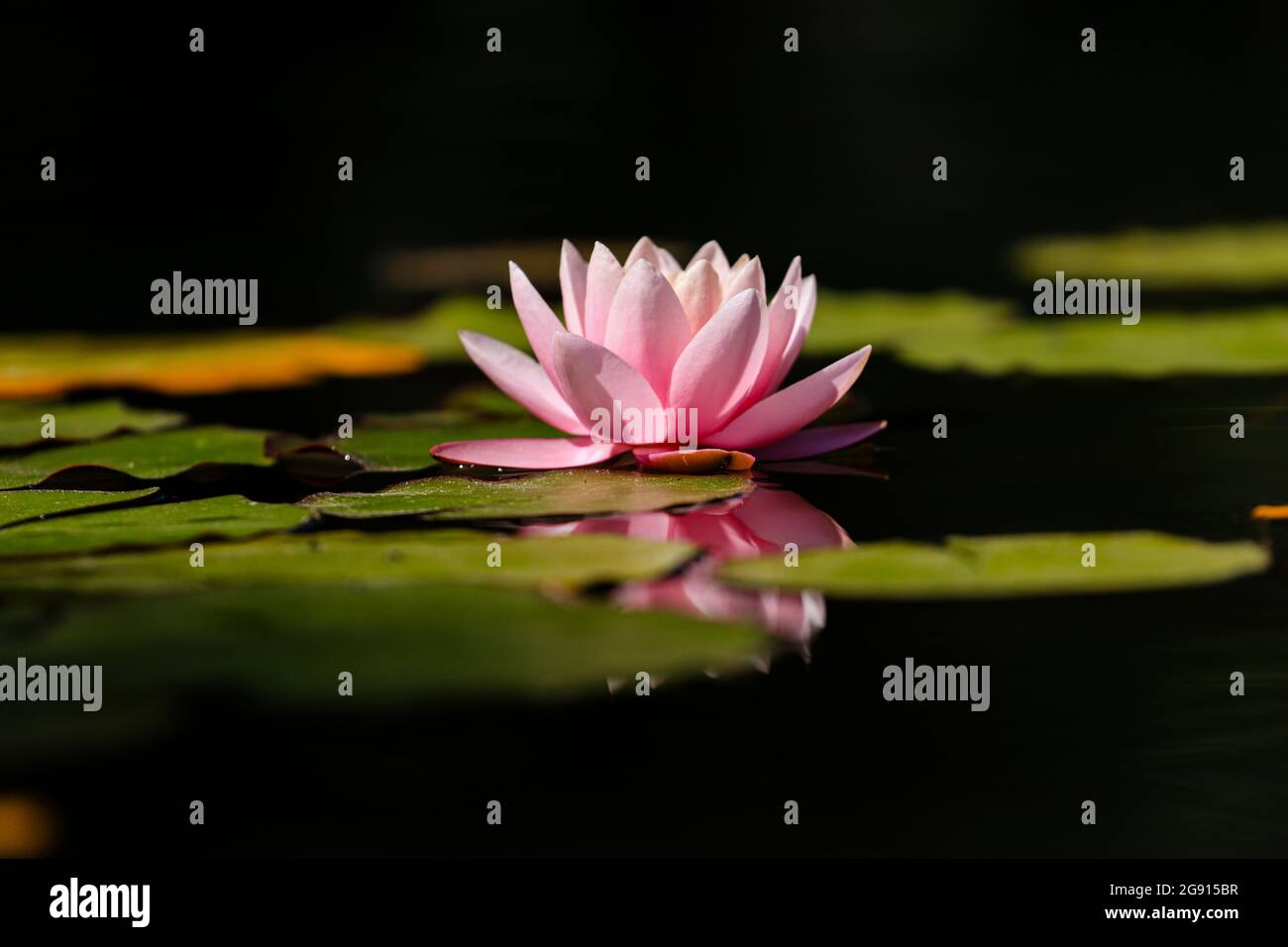 Pink lotus water lily flower in a pond Stock Photo - Alamy