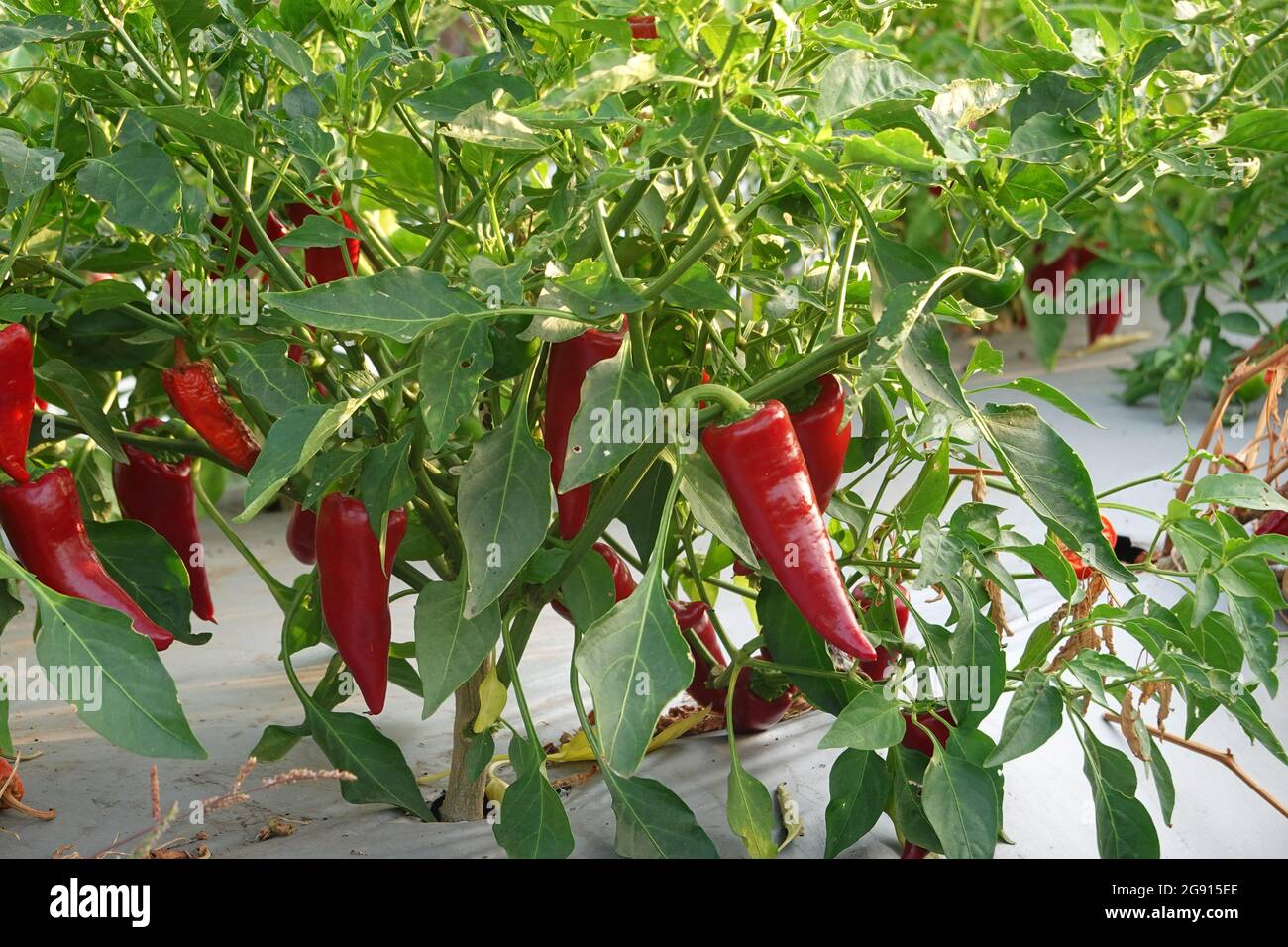 red jalapeno peppers growing on a plant in California , USA Stock Photo