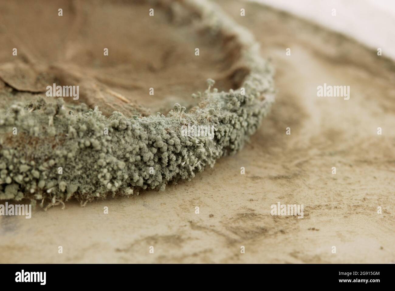 Moldy lemon closeup Stock Photo Alamy