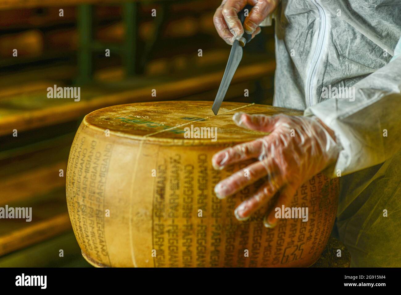 Cheese dairy master cutting a parmesan cheese wheel at the dairy Stock