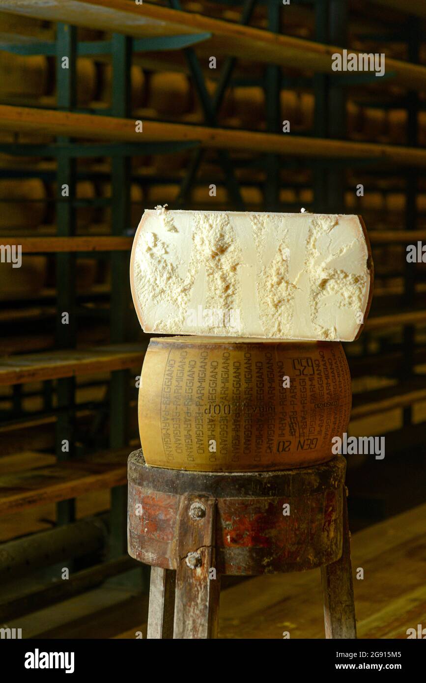 Cheese dairy master cutting a parmesan cheese wheel at the dairy Stock