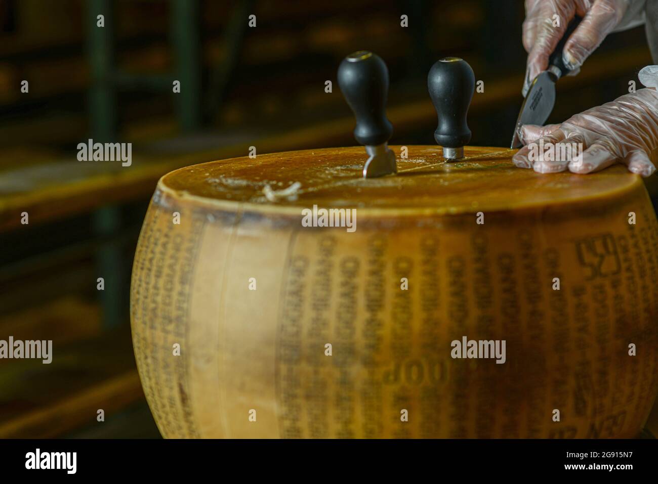 Cheese dairy master cutting a parmesan cheese wheel at the dairy Stock