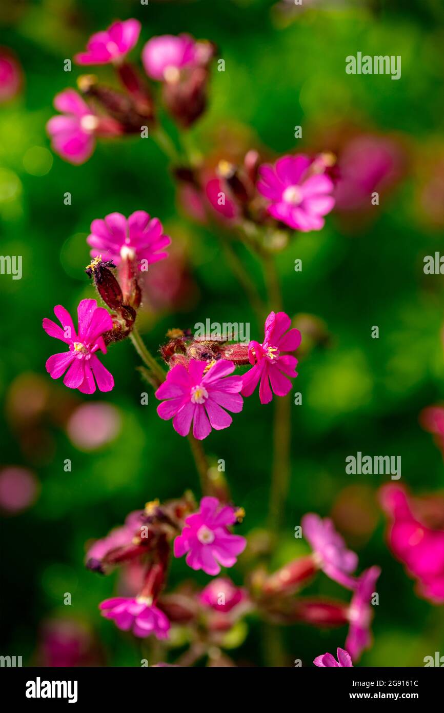 Lychnis Dioica Hi res Stock Photography And Images Alamy lychnis-dioica-hi-res-stock-photography-and-images-alamy