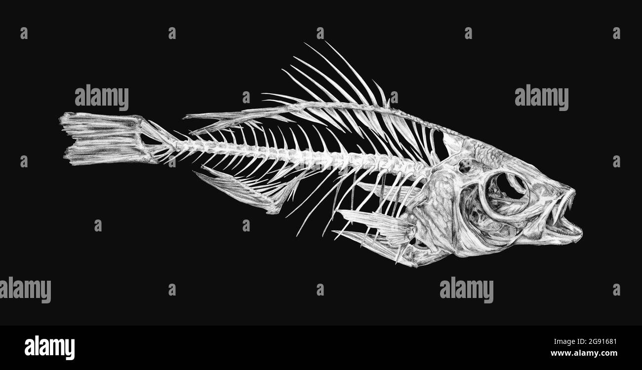 Fish skeleton Black and White Stock Photos & Images - Alamy