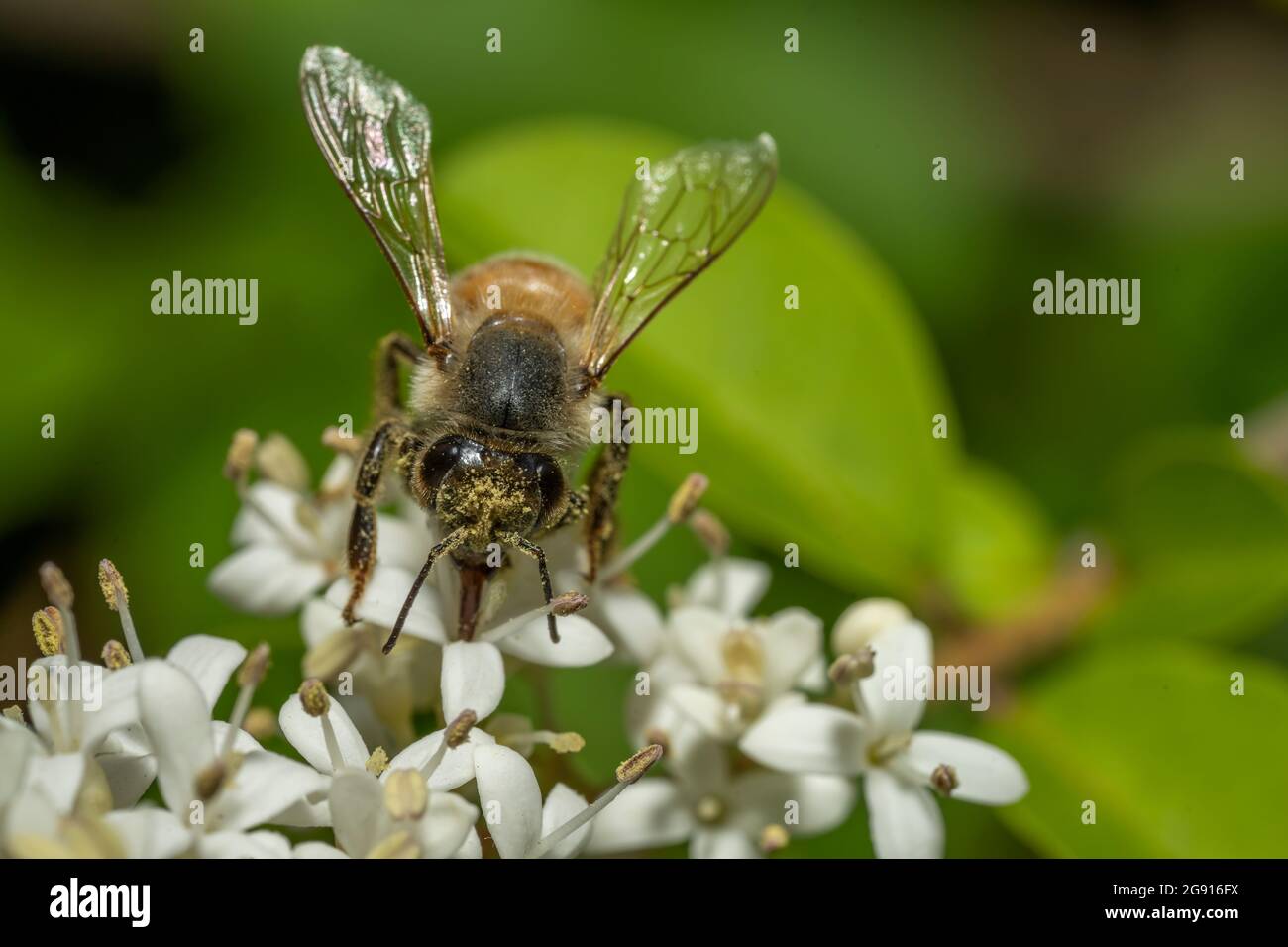 Honey Bee Pollinating a wild privet in Barwick, Stock Photo Alamy