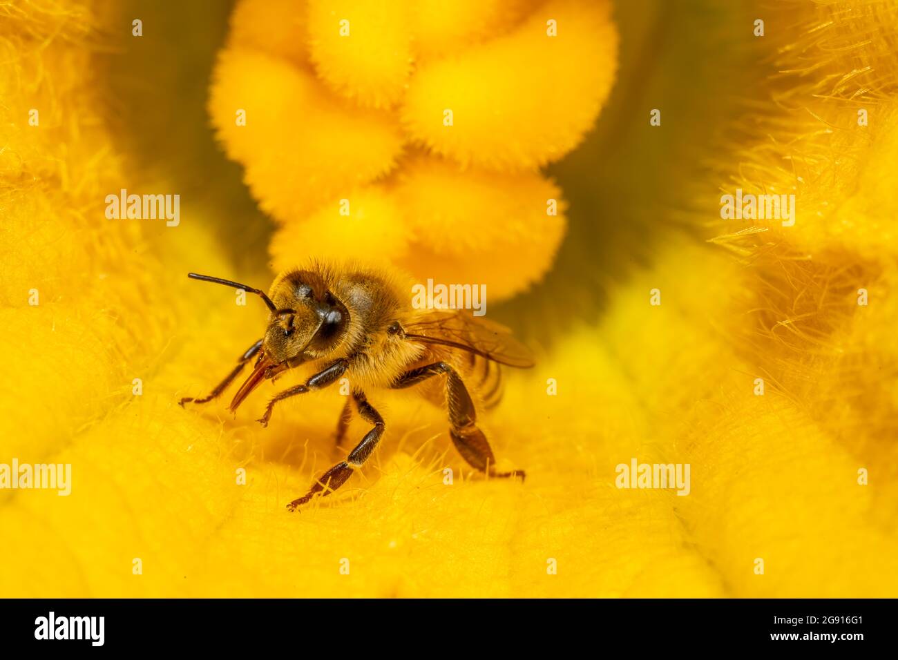 Honey Bee Pollinating a Squash Flower in Barwick, Stock Photo