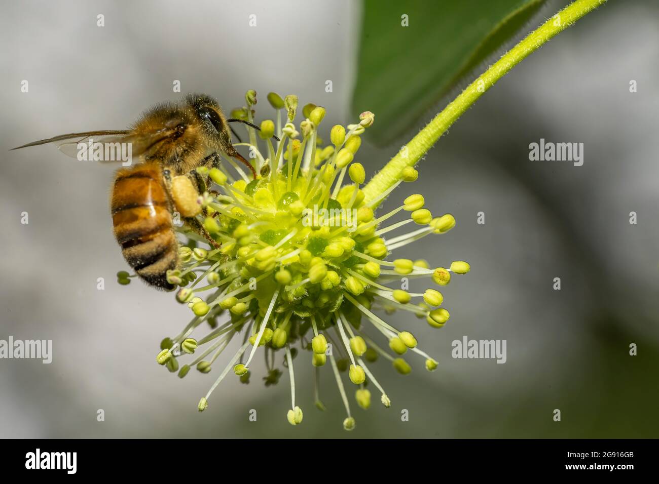 Honey Bee Pollinating a Tupelo tree flower in in Barwick, Stock