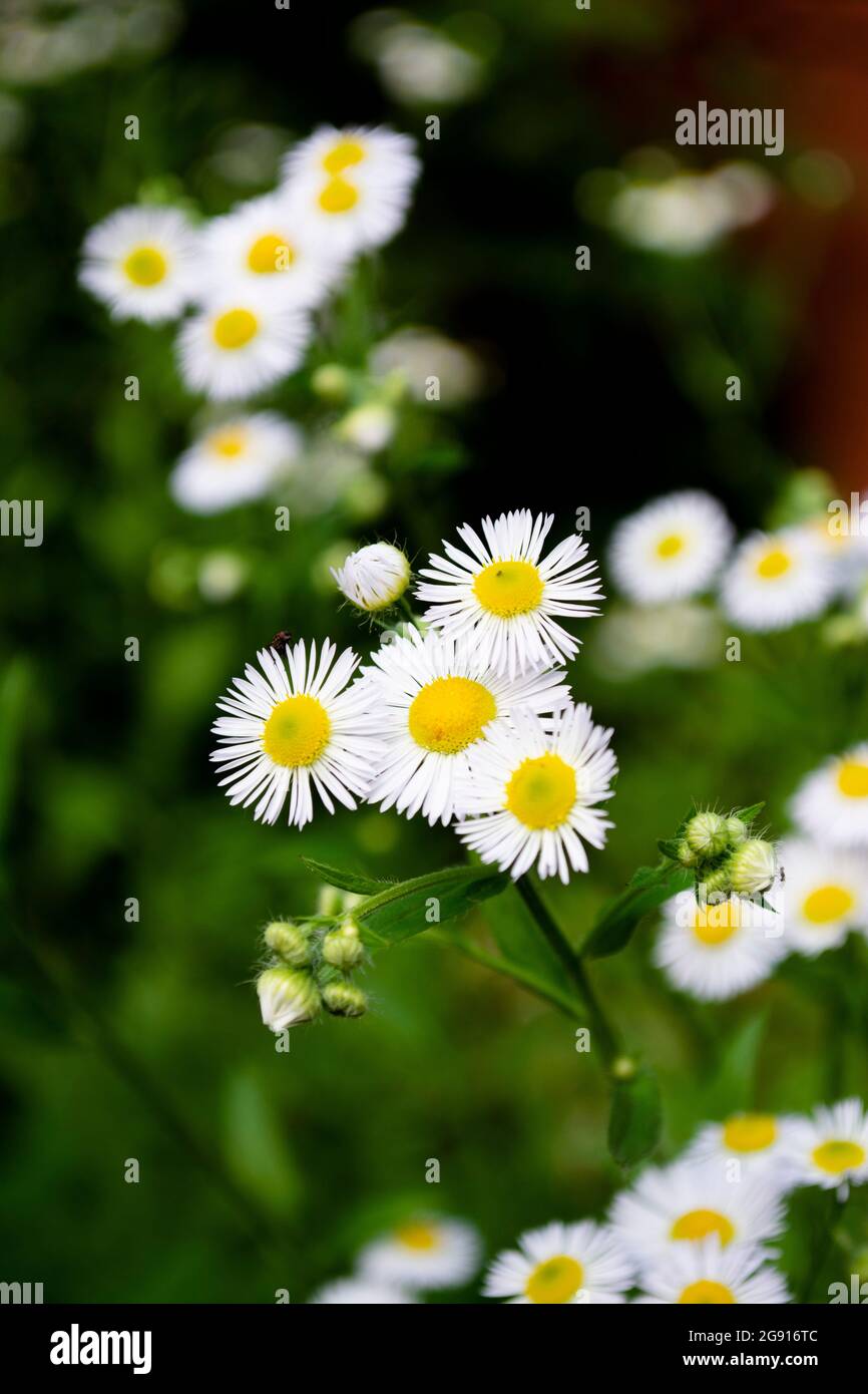 Camomile Bath Oil main image 0