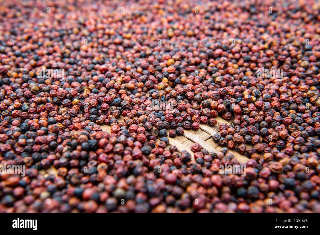 pepper on a drying rack at farm in Cambodia Stock Photo
