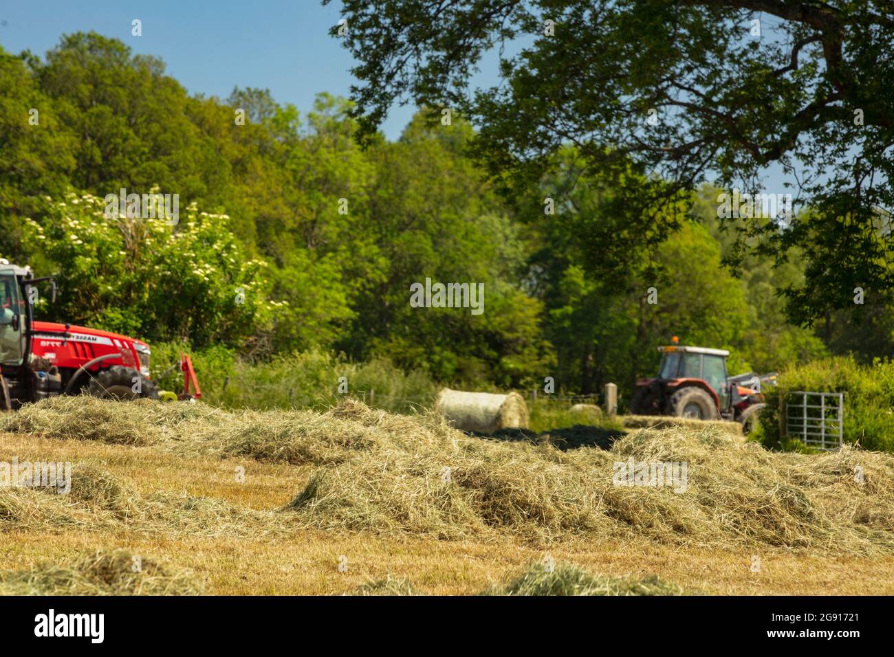 Hay Making Windrows Drying windrows hi-res stock photography and images - Alamy