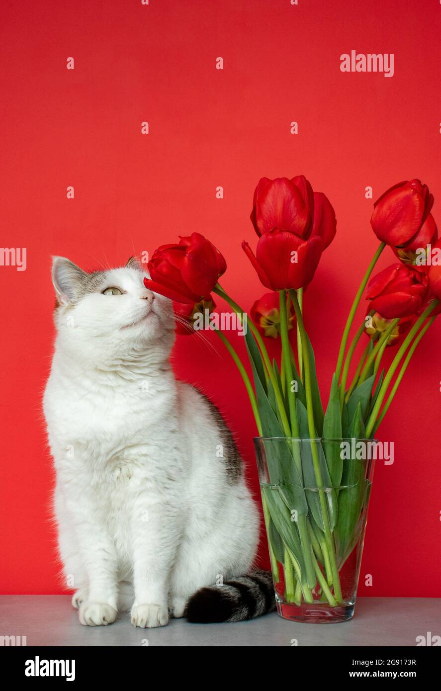 White cat sniffs red tulips on a red background Stock Photo Alamy