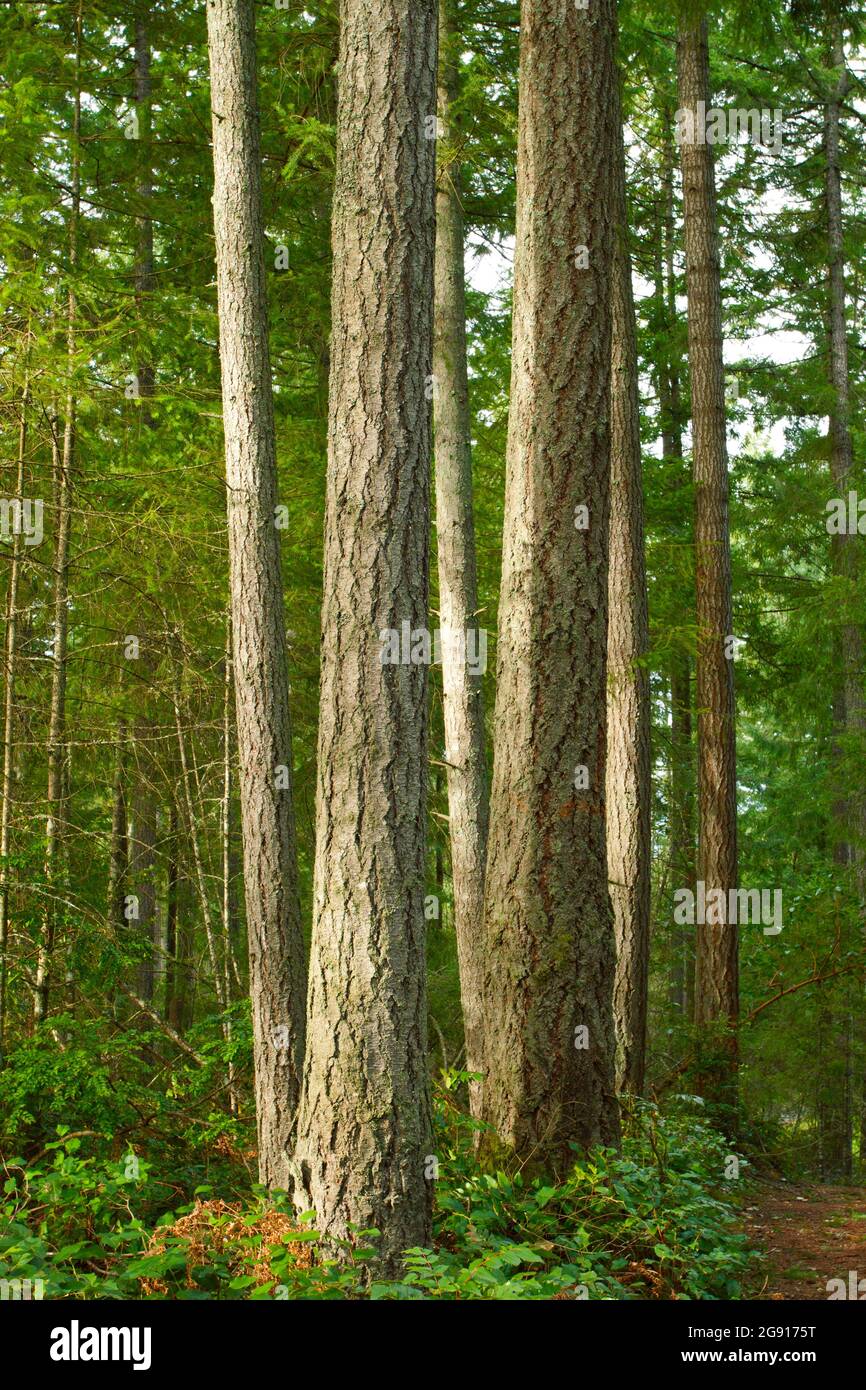 a exterior picture of an Pacific Northwest forest Stock Photo