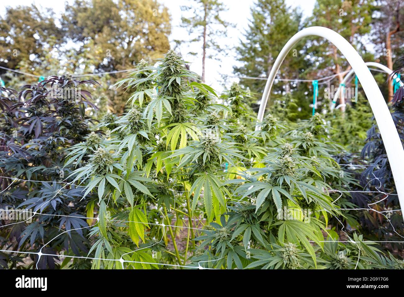 large flowering colas of cannabis strain Girl Scout Cookies Stock Photo