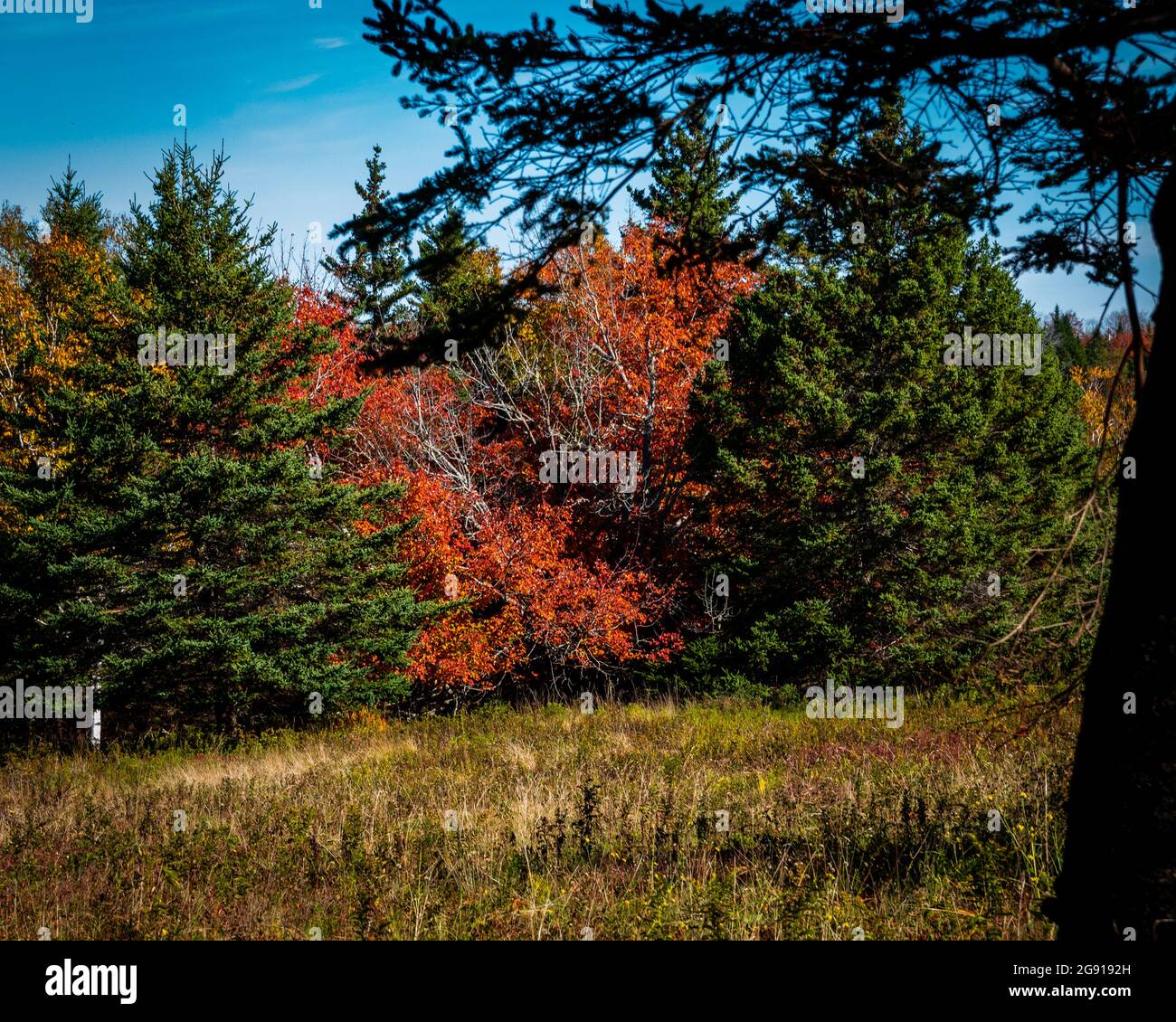 treeline with a mix of different types of trees and many different colours Stock Photo