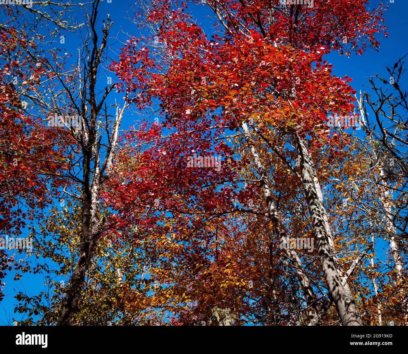 tree tops leaves bright red in the fall Stock Photo